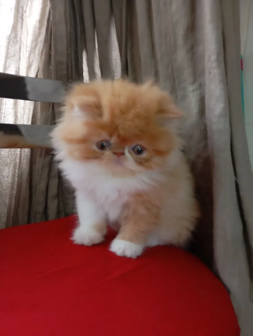 Filhote de Gato Persa: Fofura e Exclusividade!