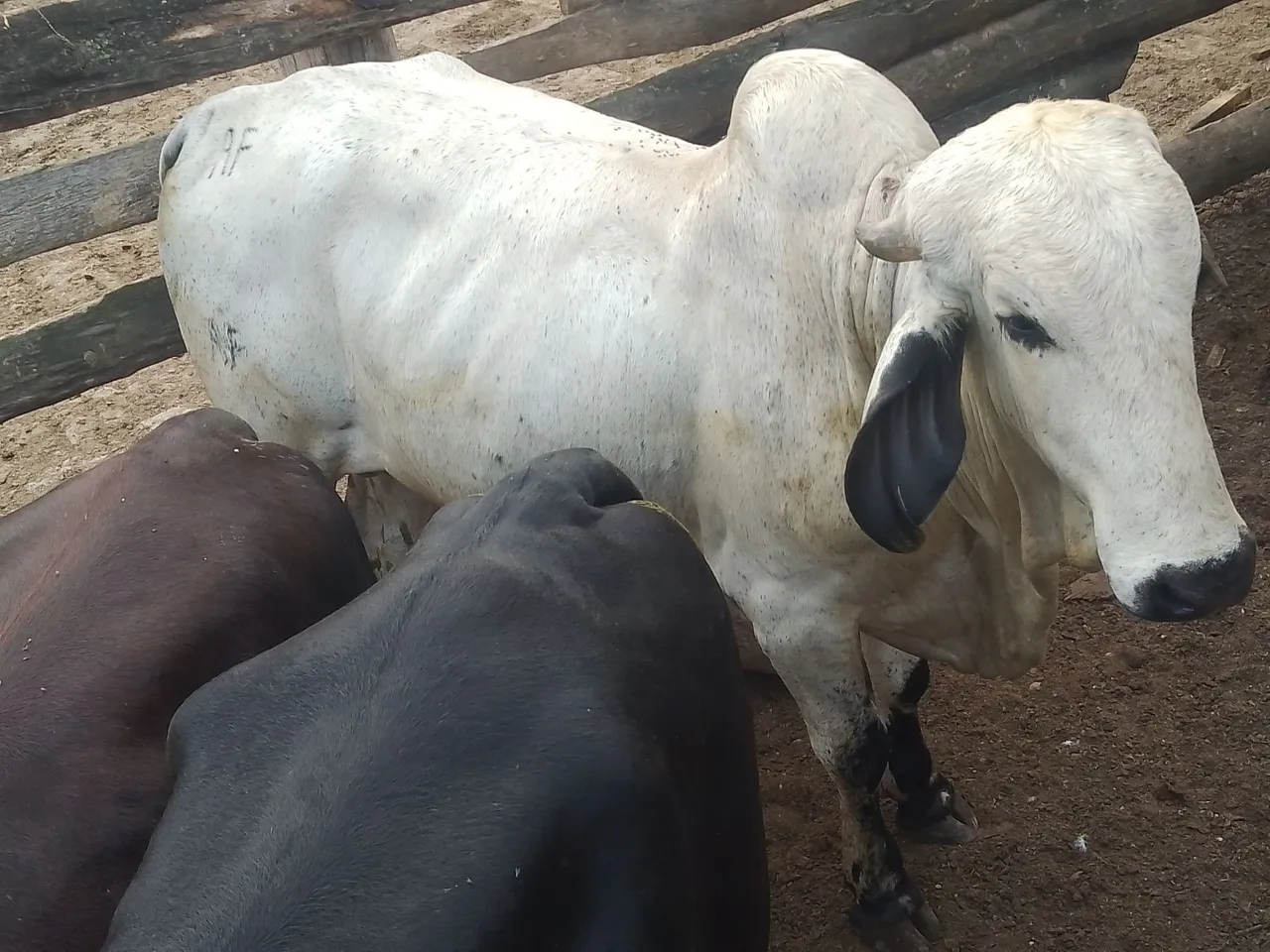 Vaca a venda