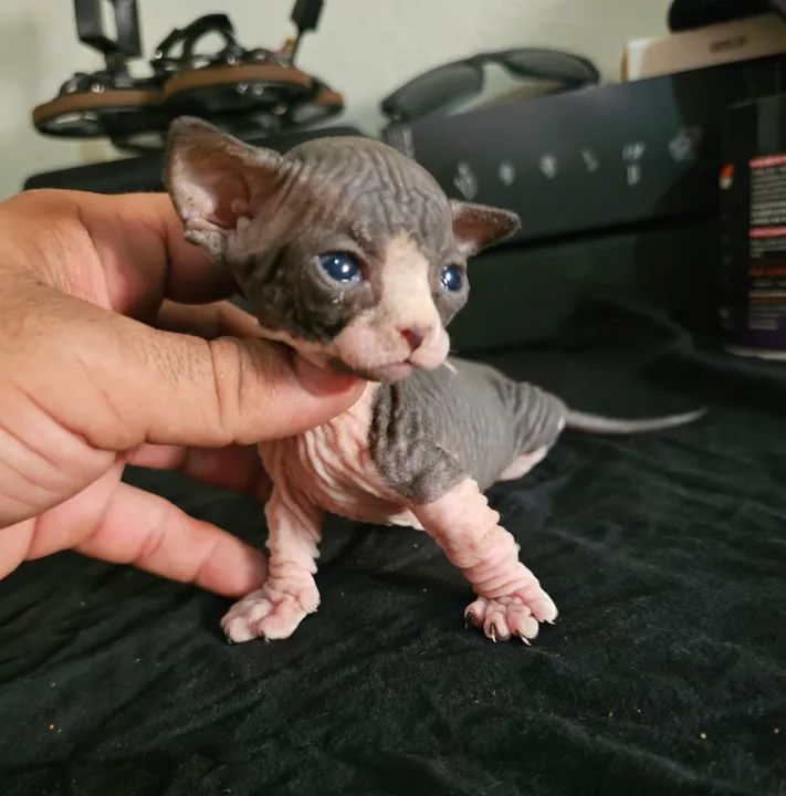 Sphynx bambino 