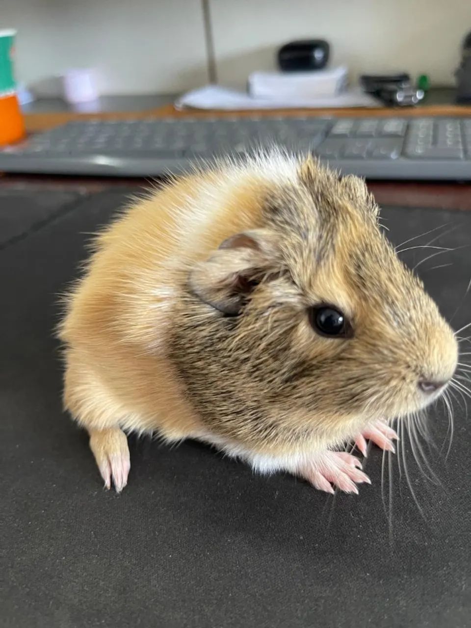 Filhote de Porco da Índia três cores. (macho) - Foto 3