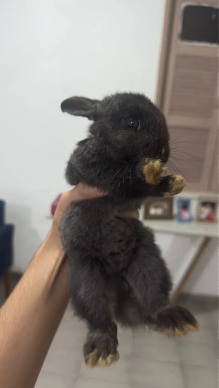 Coelhos filhotes  - Foto 4