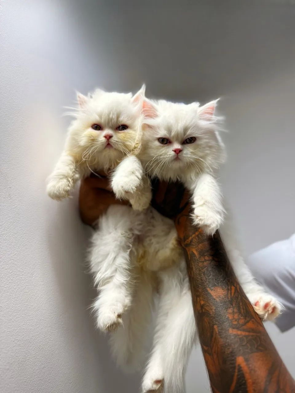 Gatinhos Persas à venda - Criação com acompanhamento veterinário. - Foto 3