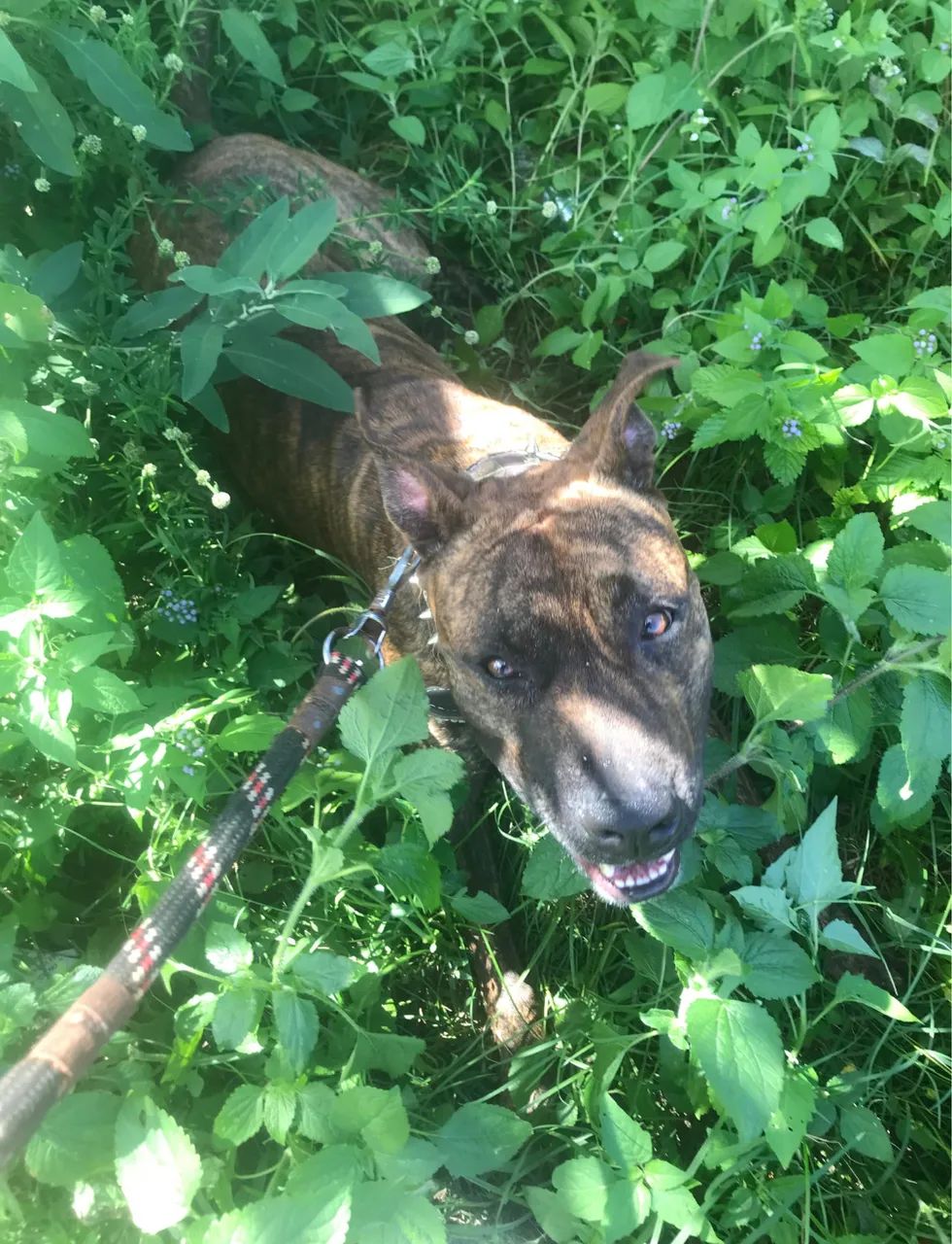 Pitbull Adulto - Doação Responsável - Lauro de Freitas/BA