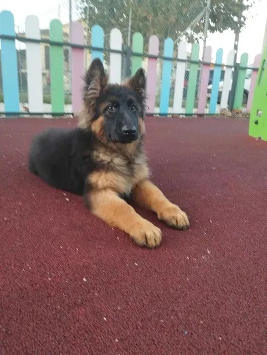 Pastor Alemão Lealdade e Personalidade Únicas!