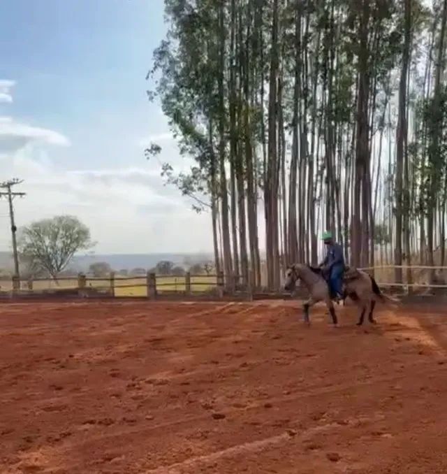 Potro garanhão a venda 