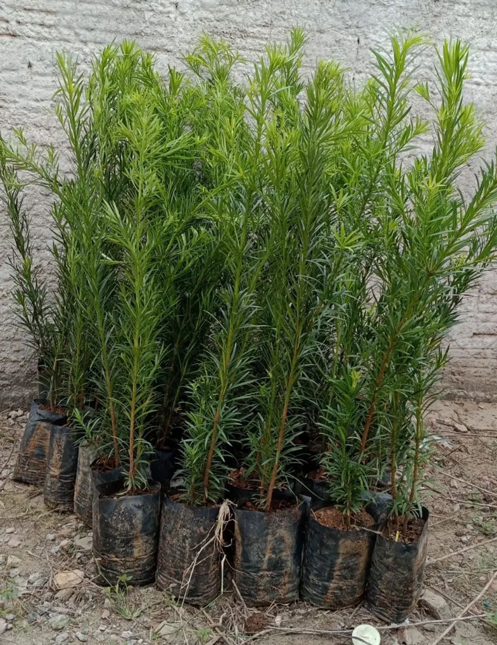 Podocarpus 