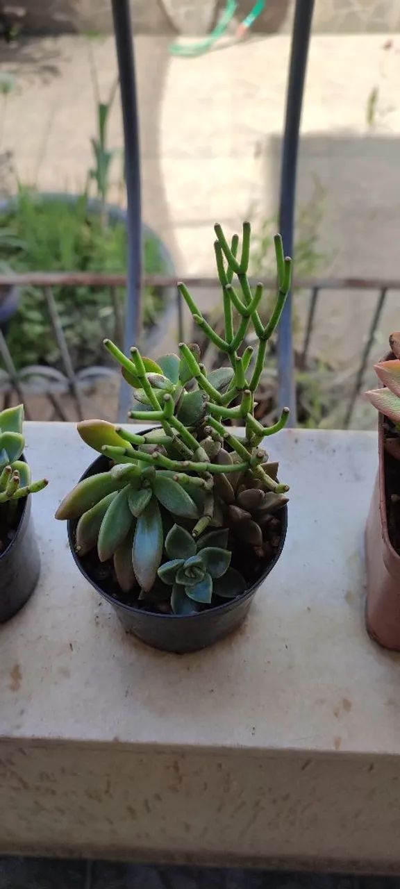 Suculentas lindas  - Foto 3