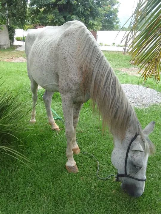 Cavalo Mangalarga Marchador - Foto 5