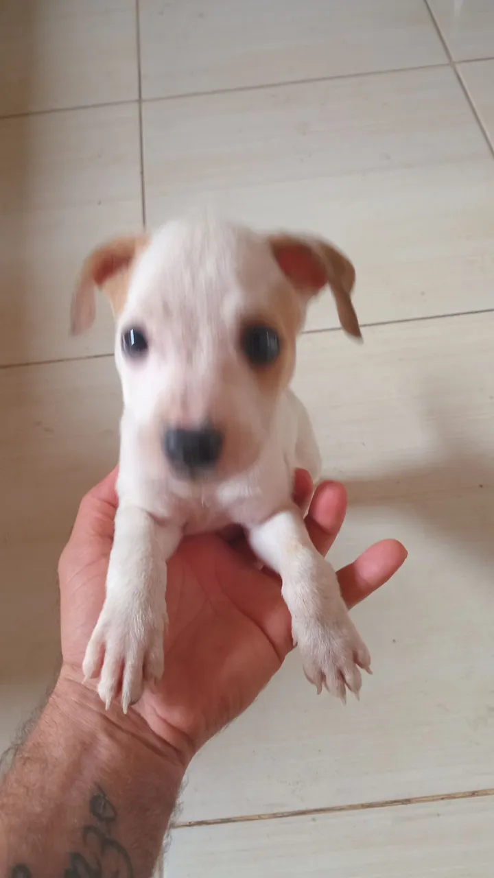 Obs são femia pitbull