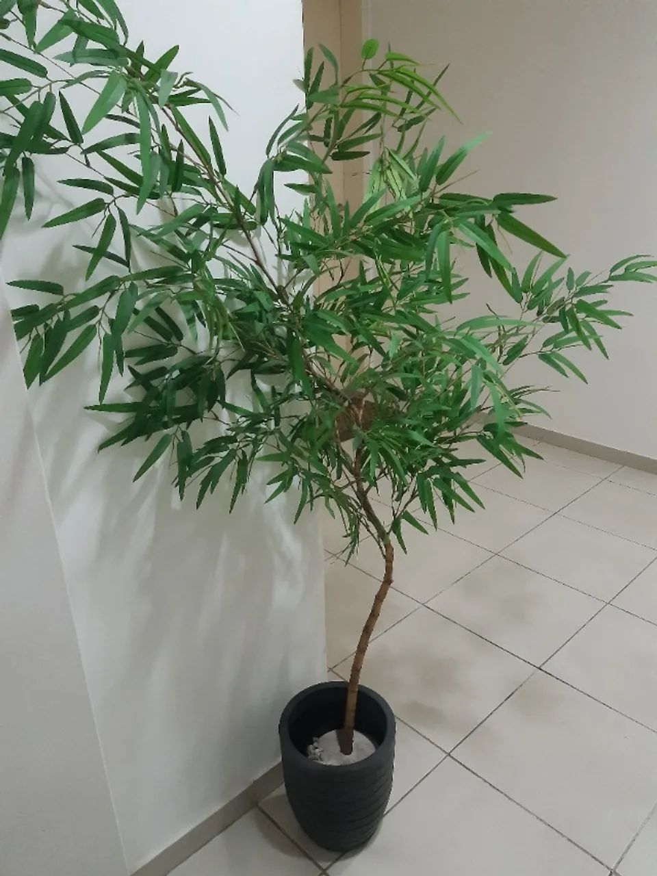Bambu Mosso - Foto 2