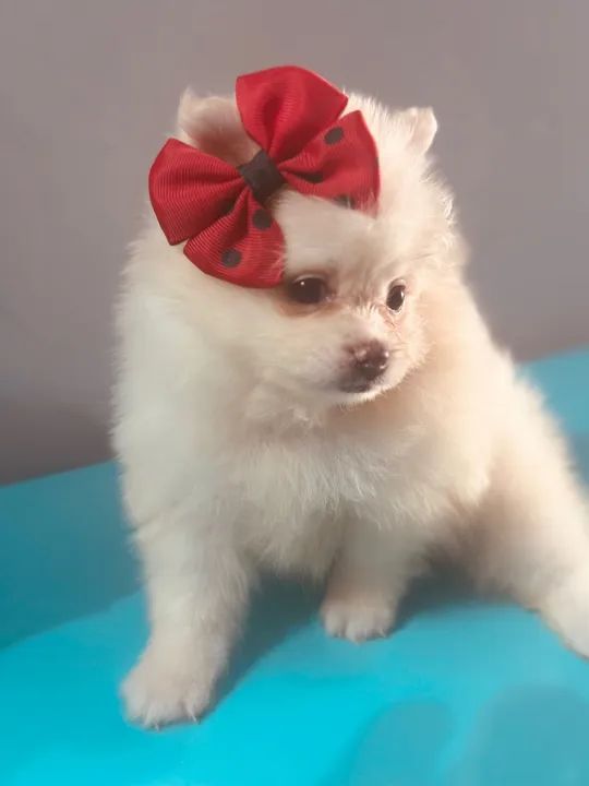 Meninas de Lulu da Pomerania ( spitz alemão) - Foto 5