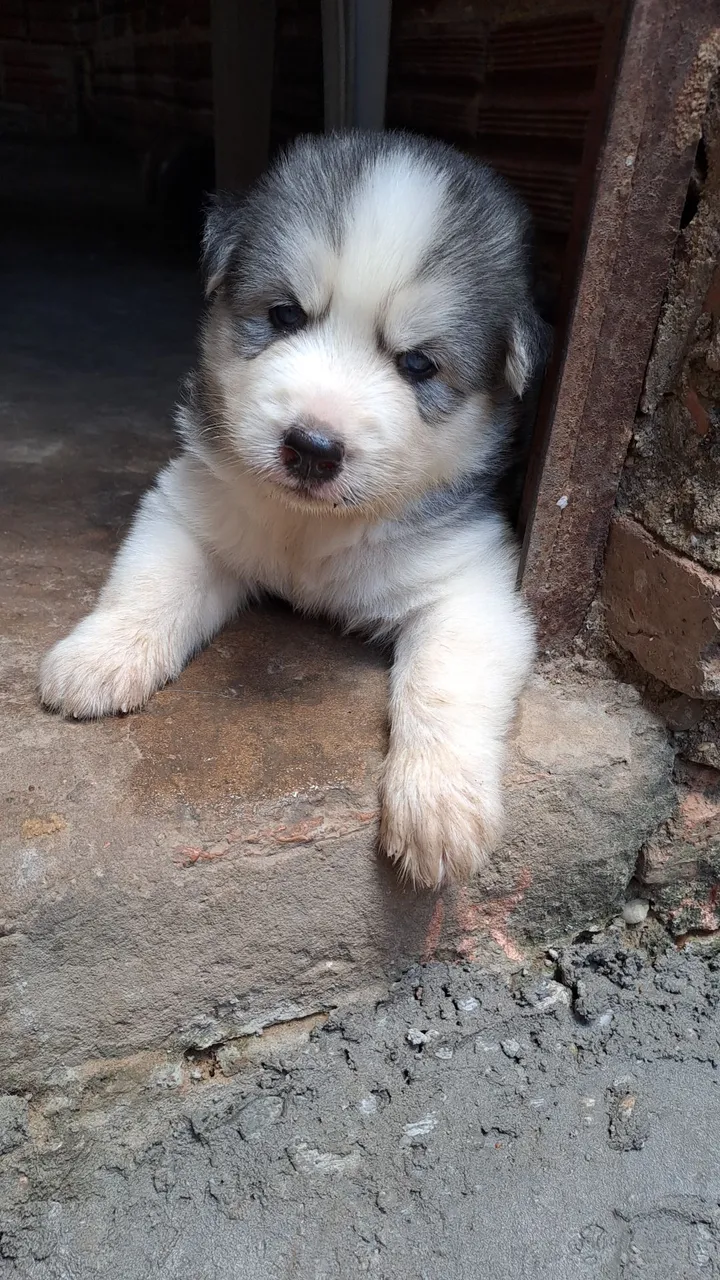 Filhote Husky Siberiano