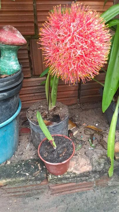 Linda Planta Bola de natal - Foto 4