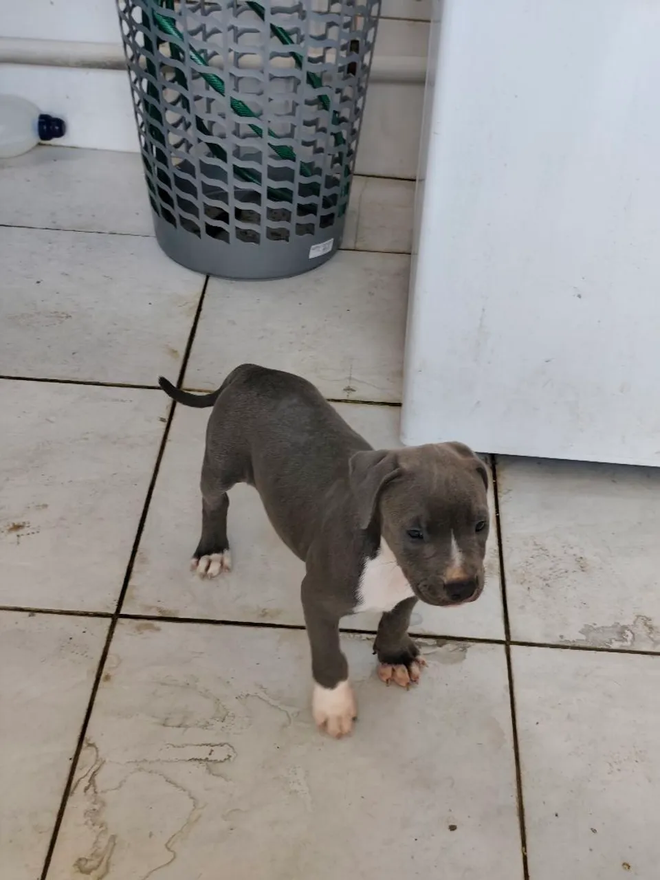 Filhote de American Bully !