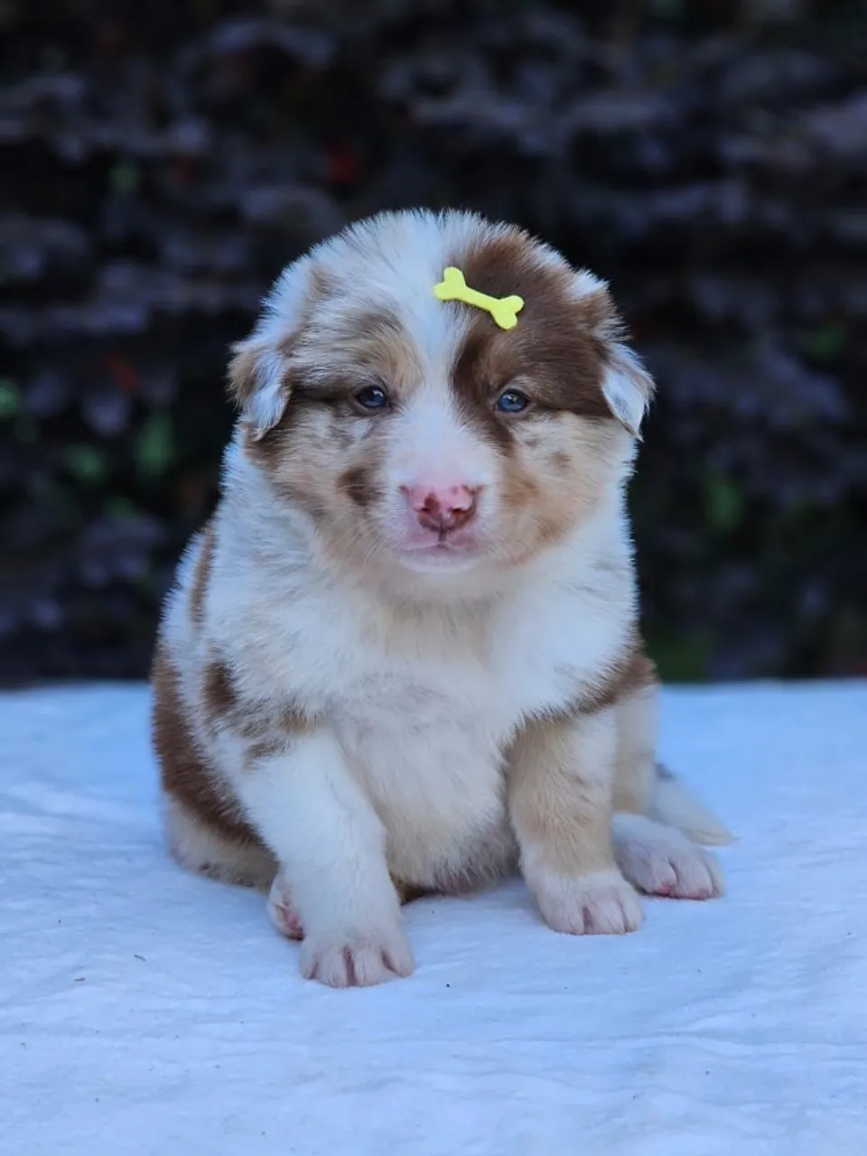 Border Collie | Lindos Filhotes
