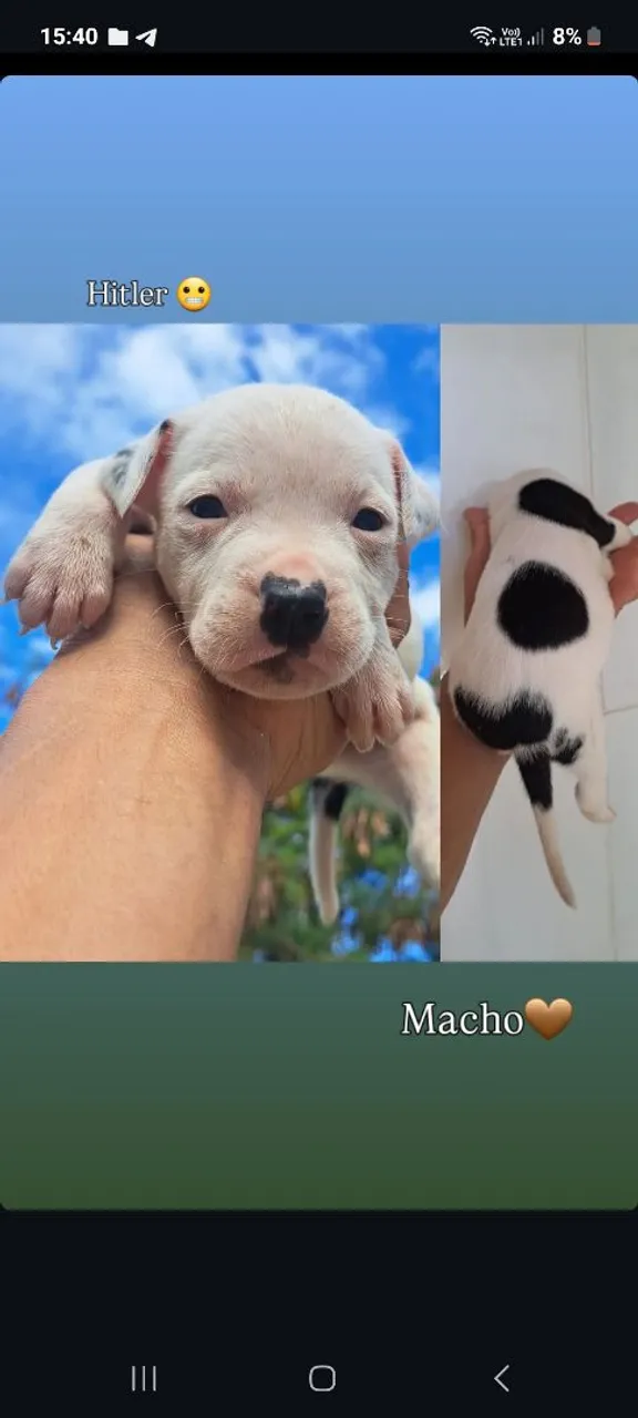 Filhote de Pitbull