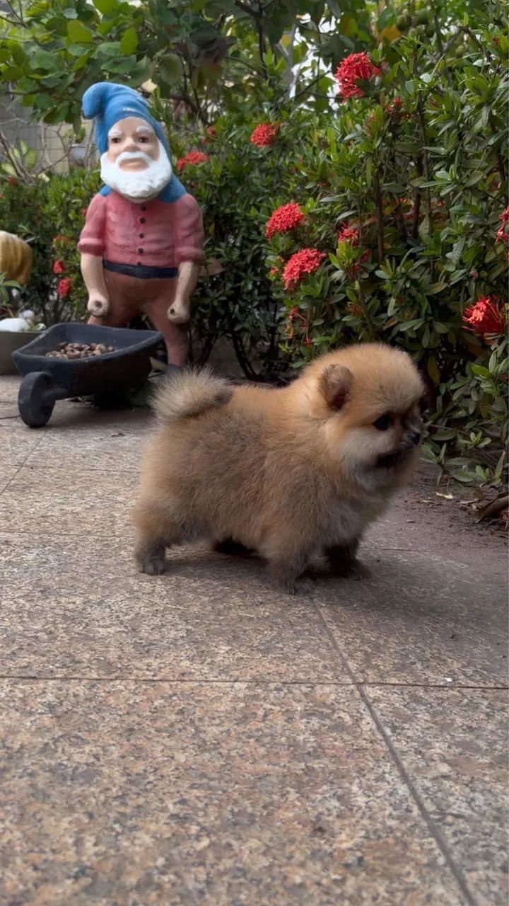 Filhote de Spitz alemão com pedigree + kit acessórios  - Foto 3