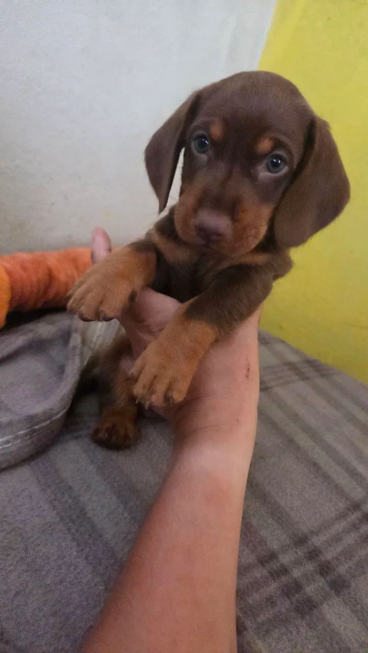 cachorro dachshund