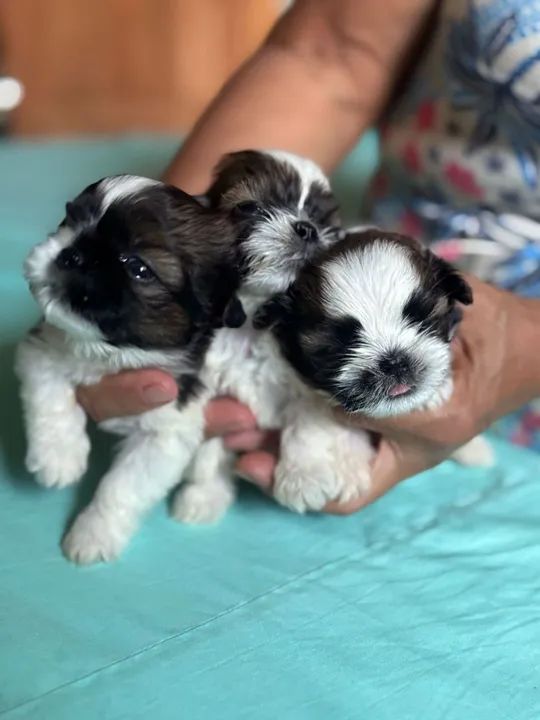 Filhotes de Shitizu Macho e Fêmeas  - Foto 4