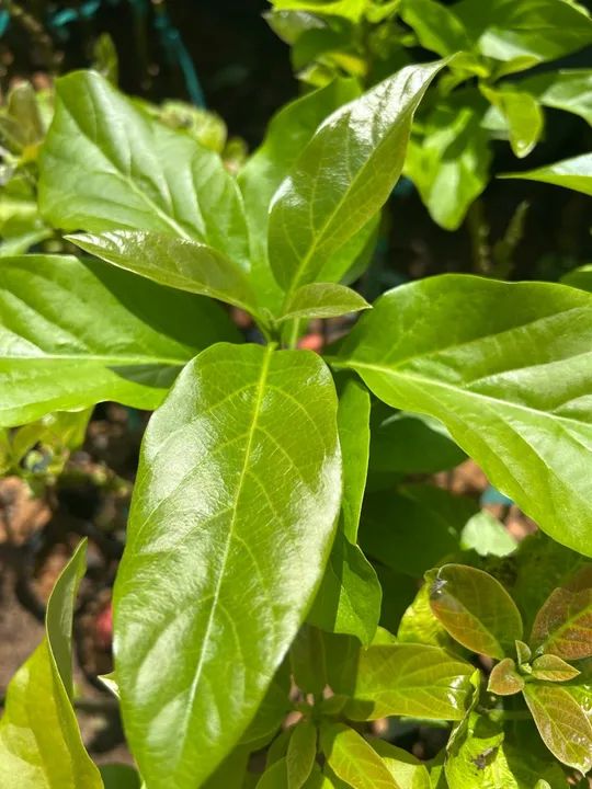 Mudas de Abacate - Produção Própria - Foto 2