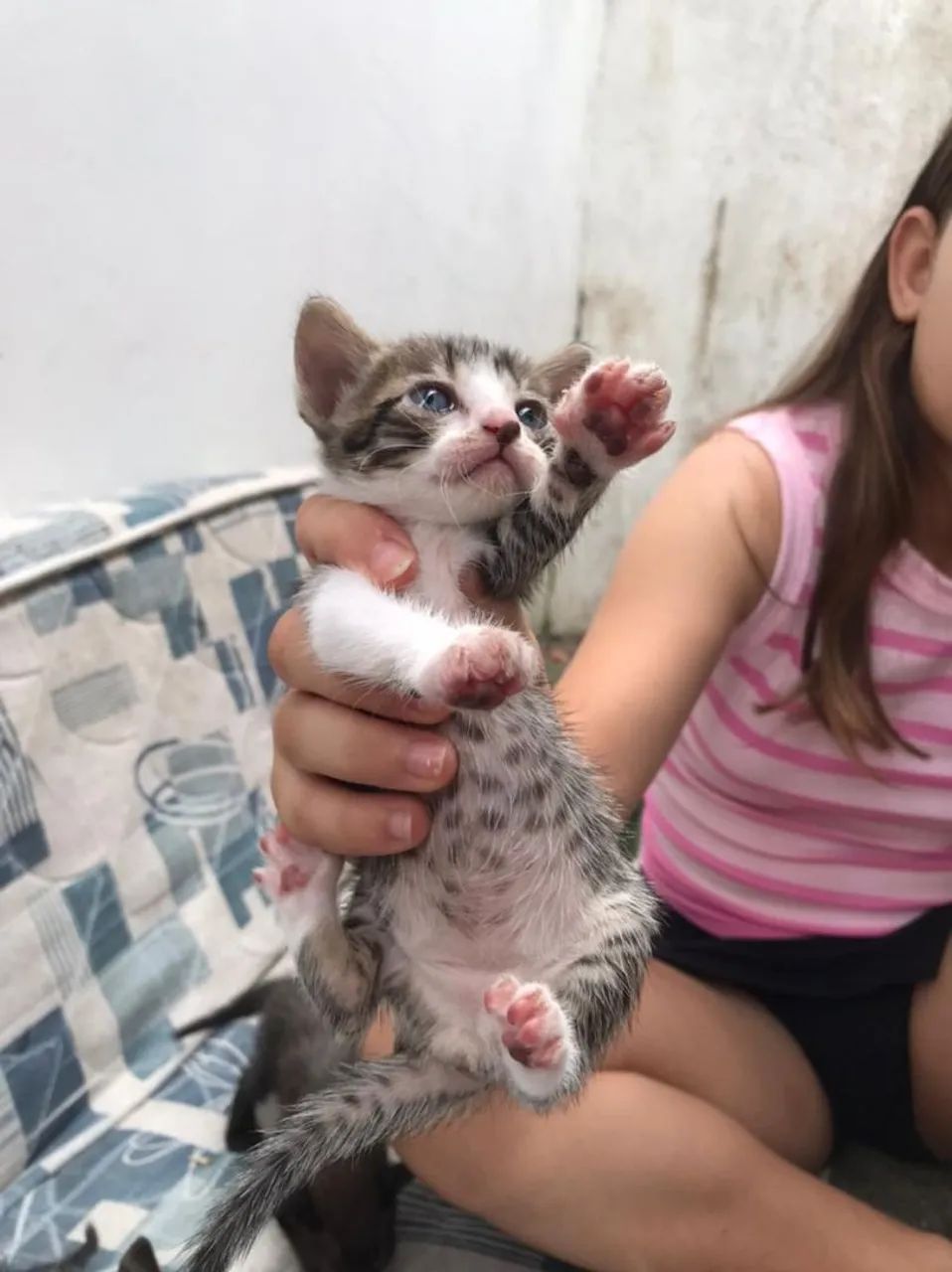 doa-se gatinhos - Foto 5