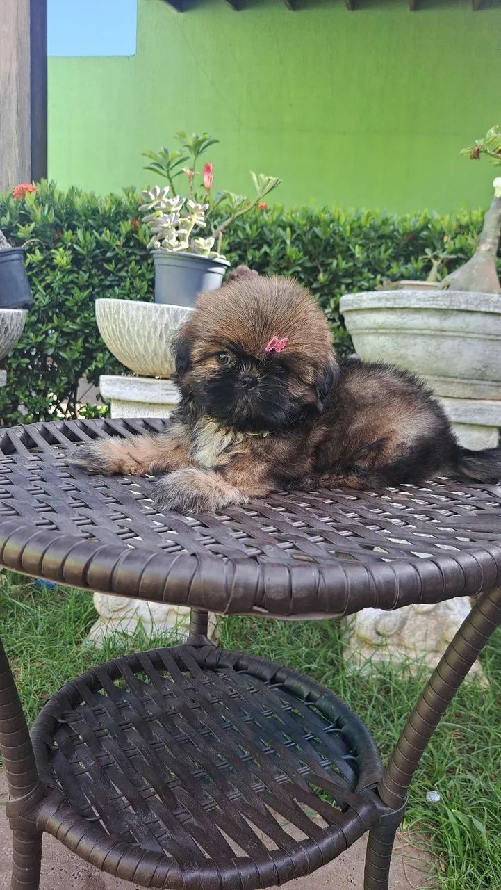 Venda de filhotes shih tzu  - Foto 5