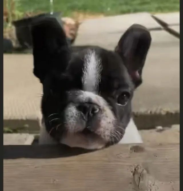 Bulldog frances agitado