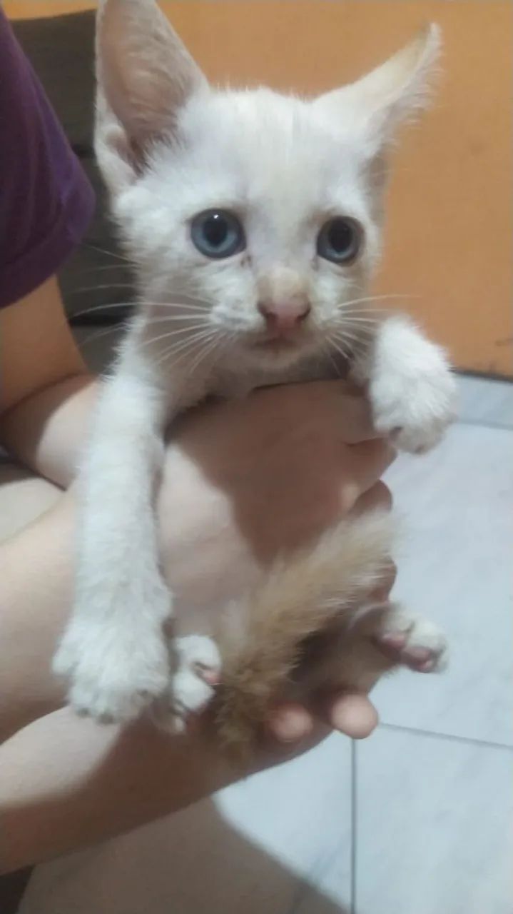 Gatinhos machos para adoção  - Foto 3