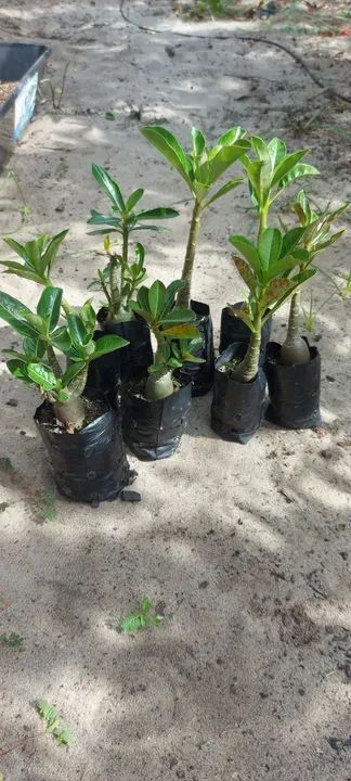 Mudas rosas do deserto 