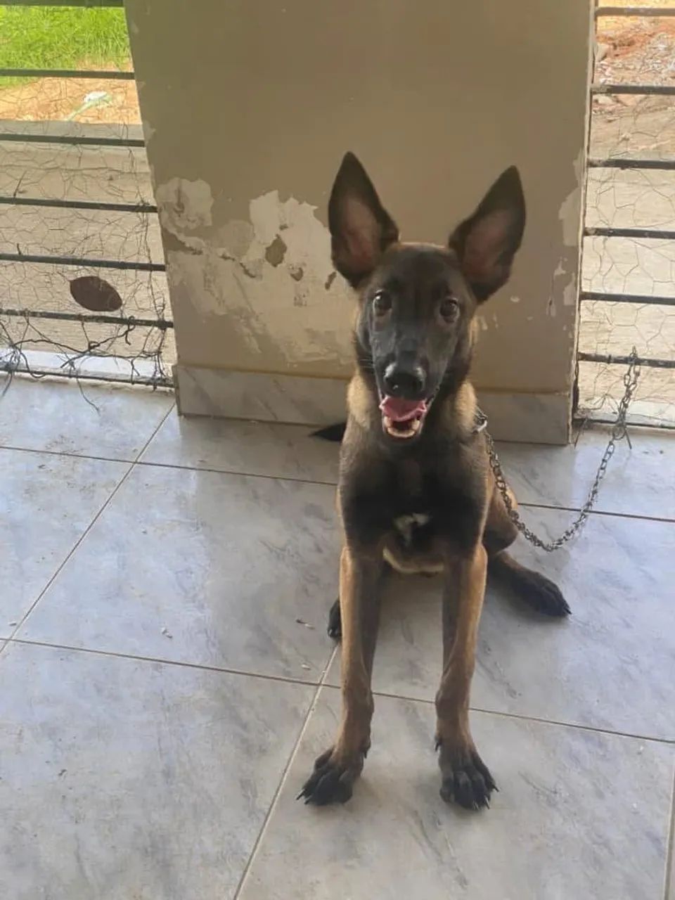 Vendo pastor belga malinois no precinho chama 
