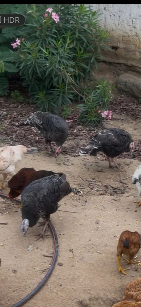 Peru Caipira - Foto 6