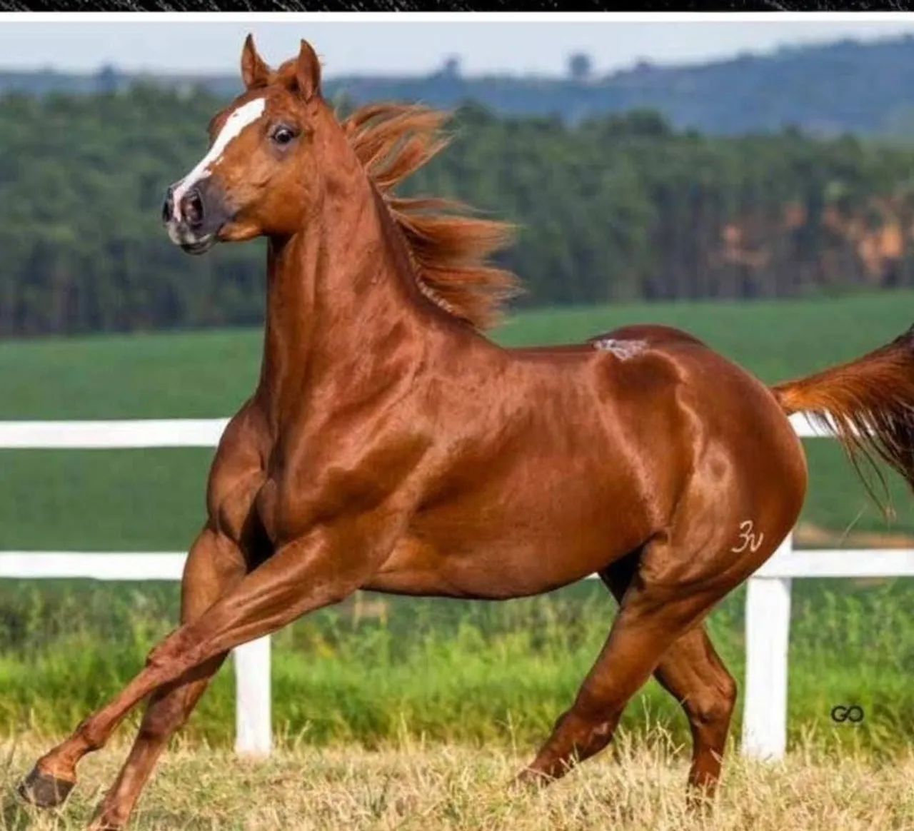 Excelente oportunidade potro QM PURO DE ORIGEM - Foto 2