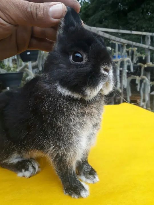 Coelho anão importado padrão show  - Foto 3