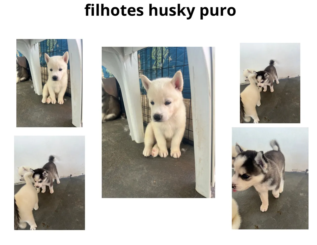 Filhotes Husky Siberiano puros