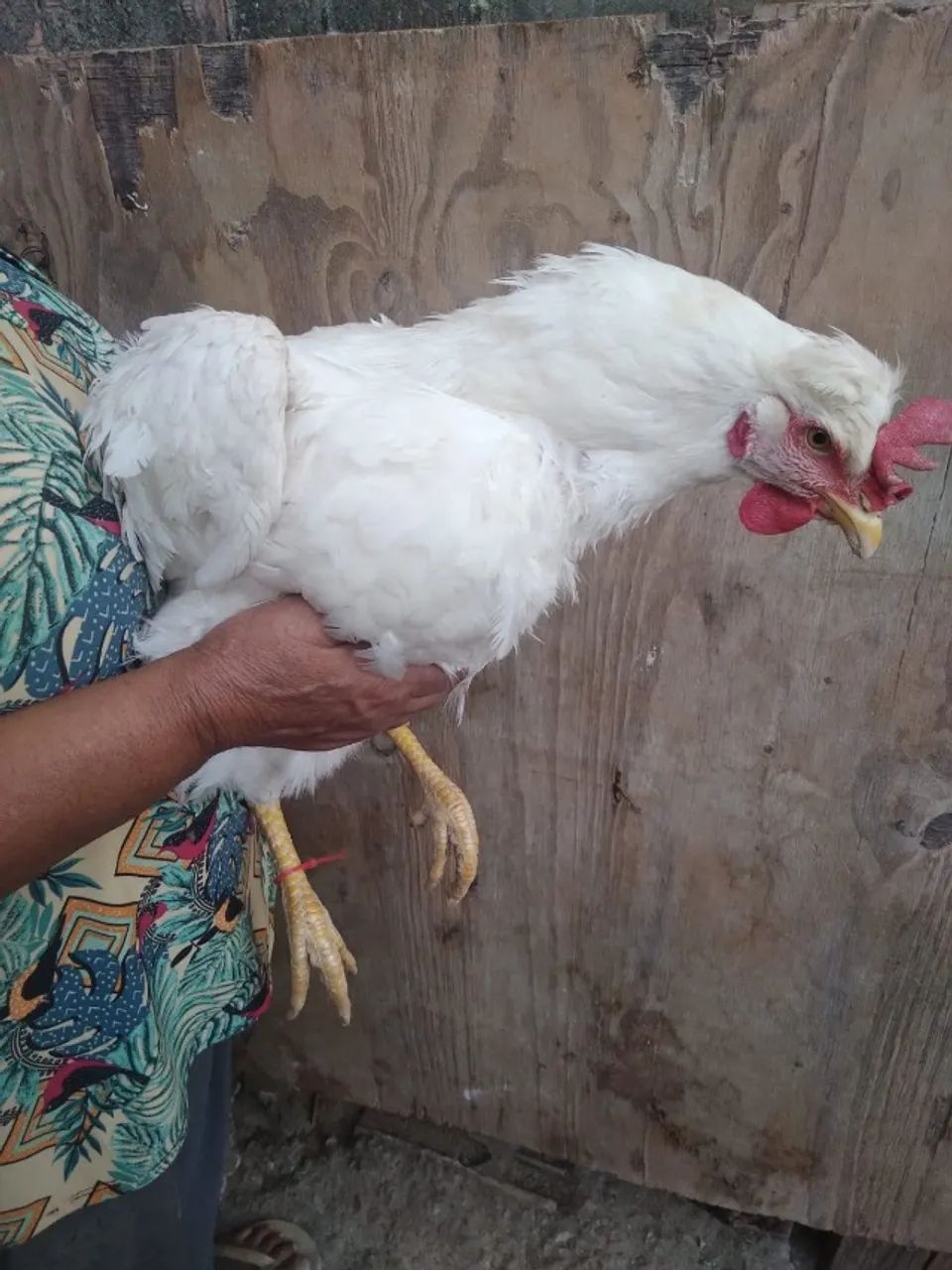 pintinhos de galinhas GSB  - Foto 4