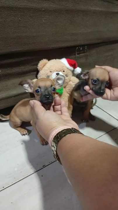 Duas pinscher (800$ cada) - Foto 2