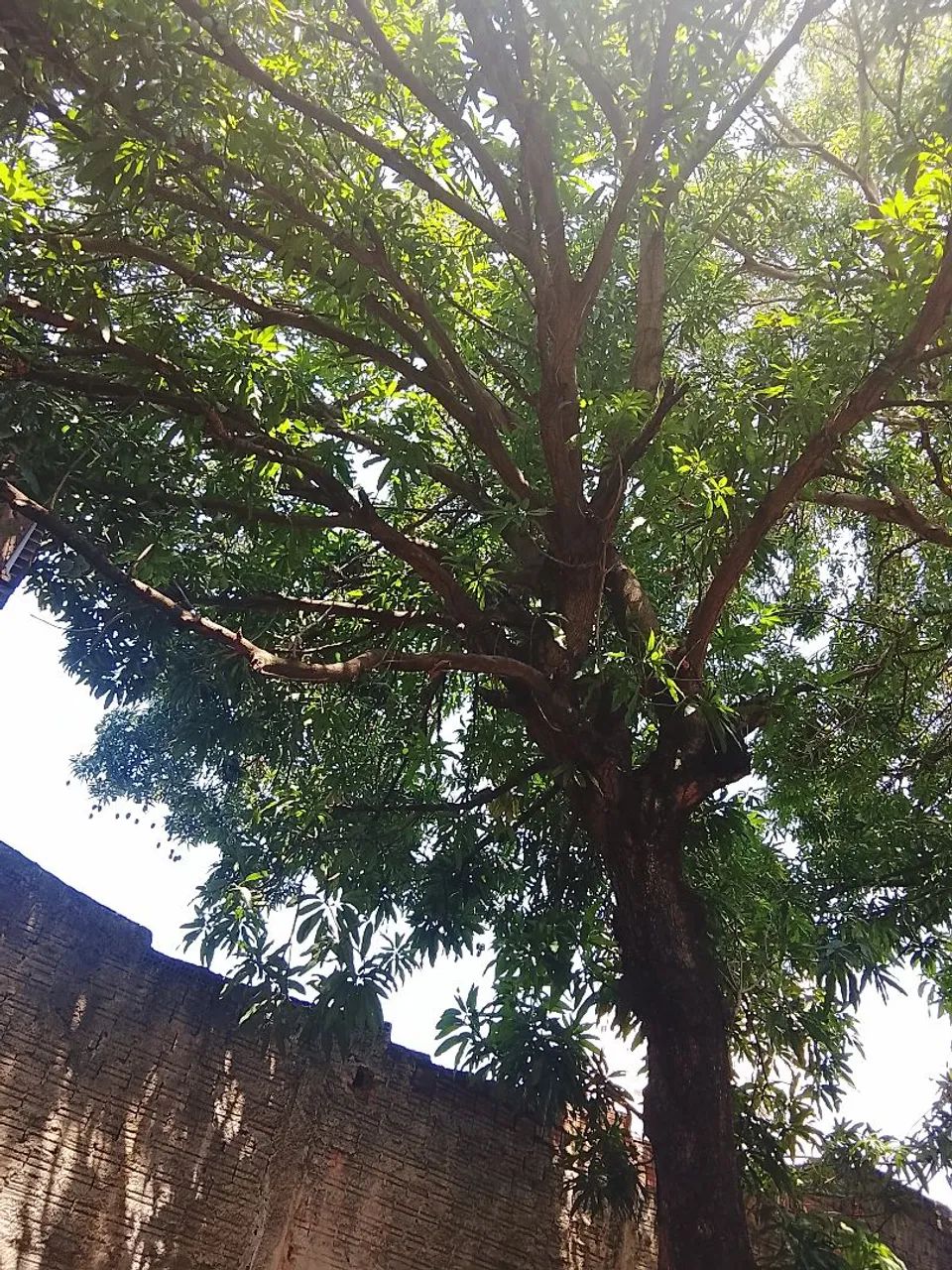 Jardinagem em geral - Foto 3