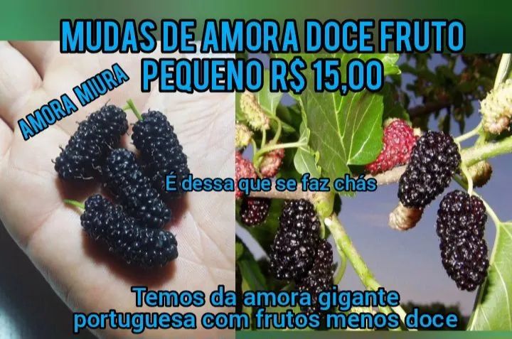 Mudas de Amora Miura frutas pequenas e doces e para chás