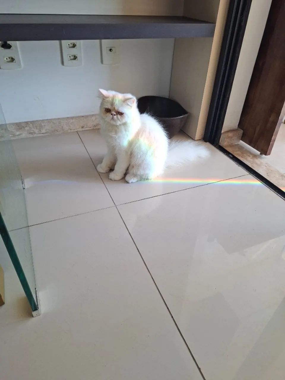 Gato Persa - Foto 3