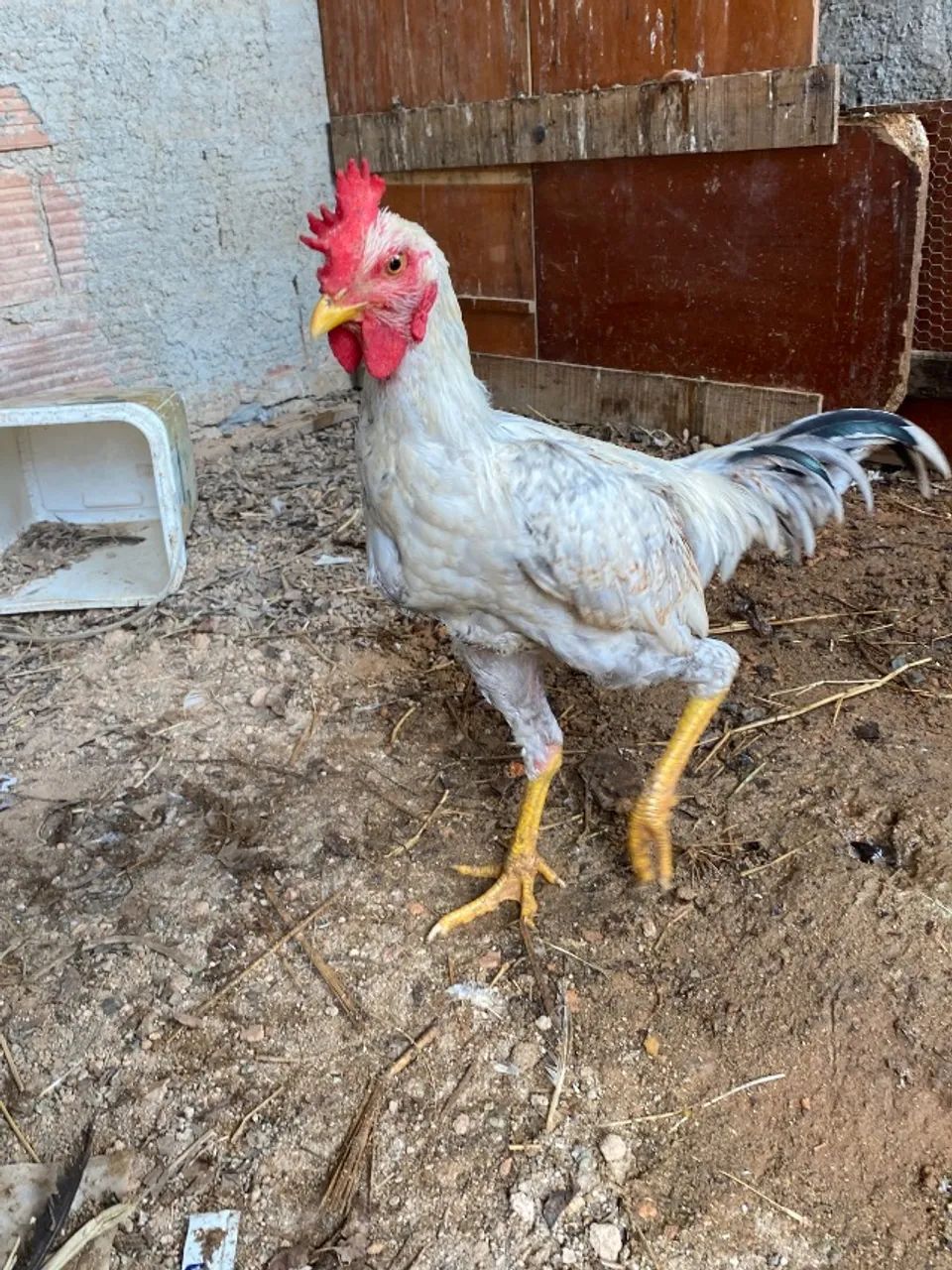 Frango caipira  - Foto 2