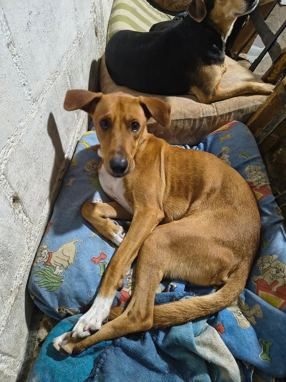 Doação responsável  - Foto 2