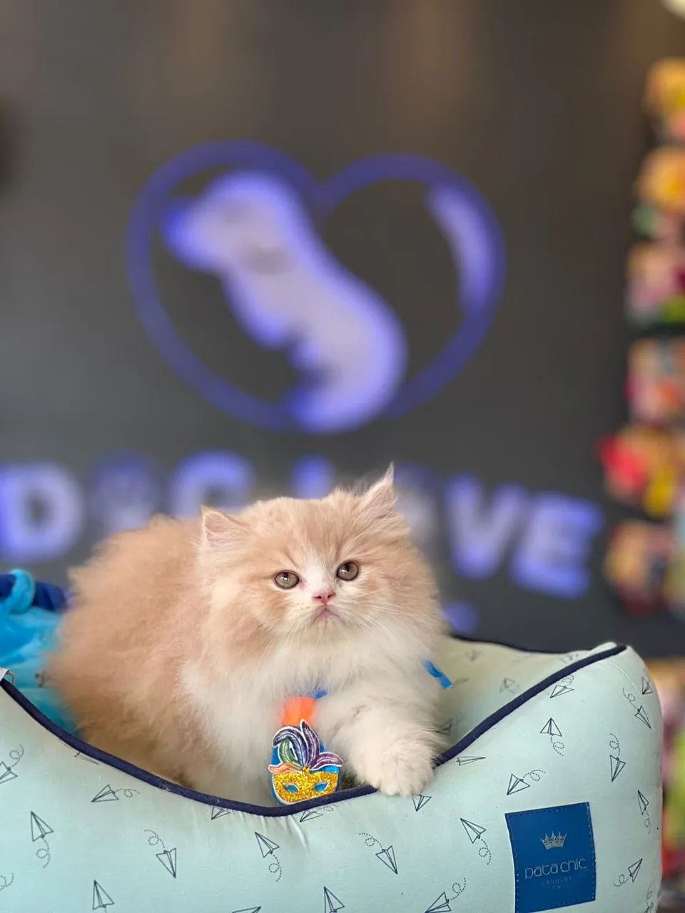 Filhote de gato persa 