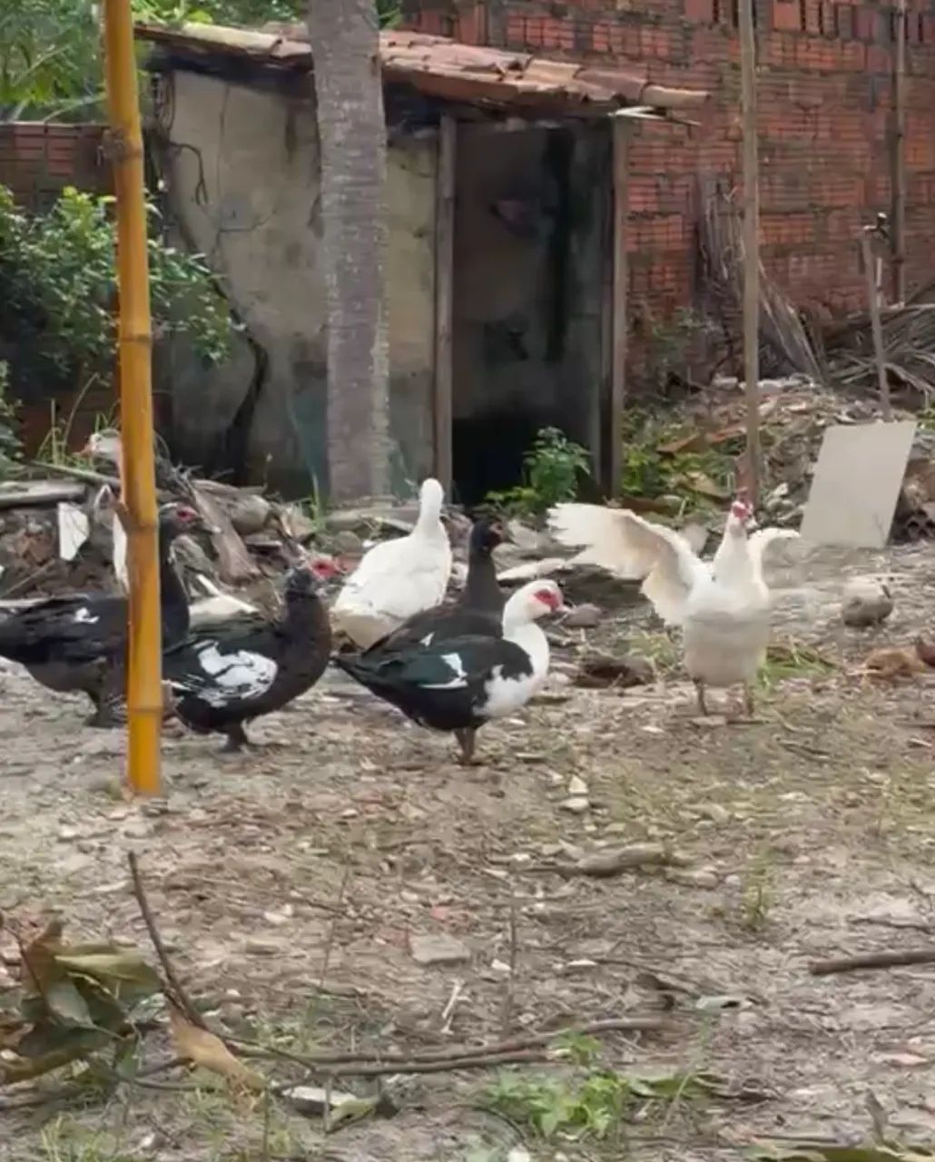 Patos 
