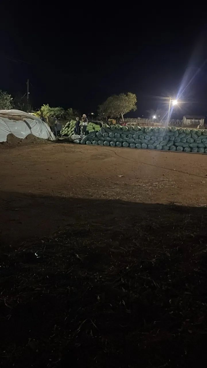 SILAGEM DE SORGO A PRONTA ENTREGA!  - Foto 4