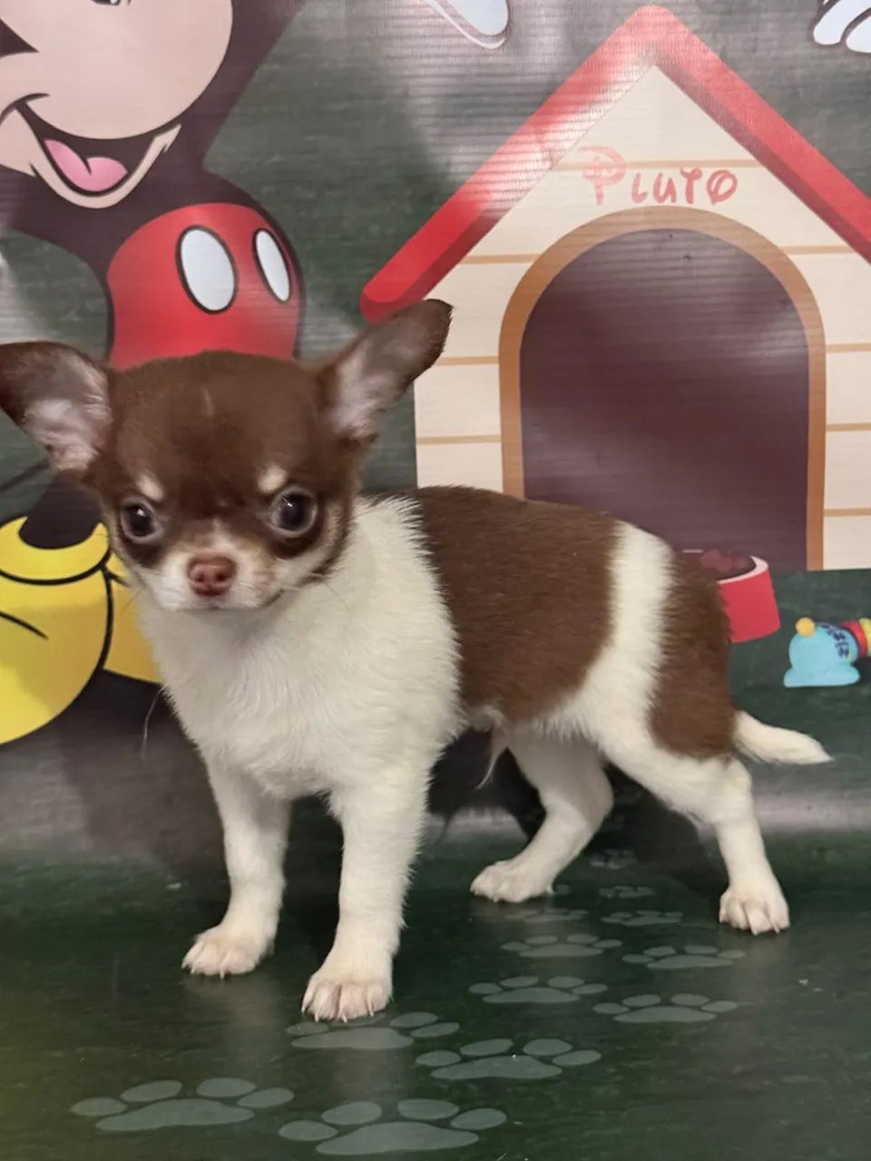 Chihuahua 