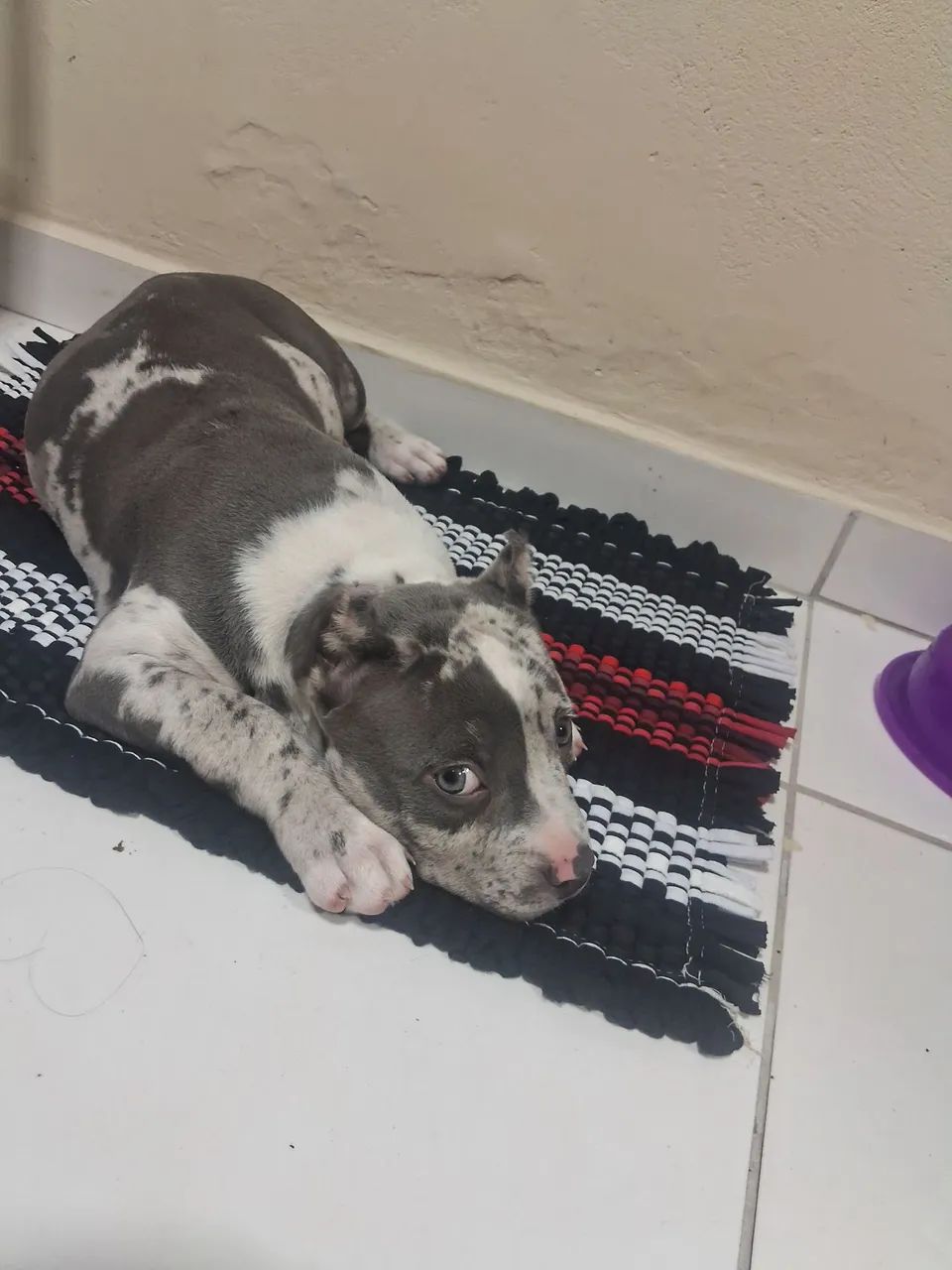 CADELA PIT MONSTER  - Foto 3