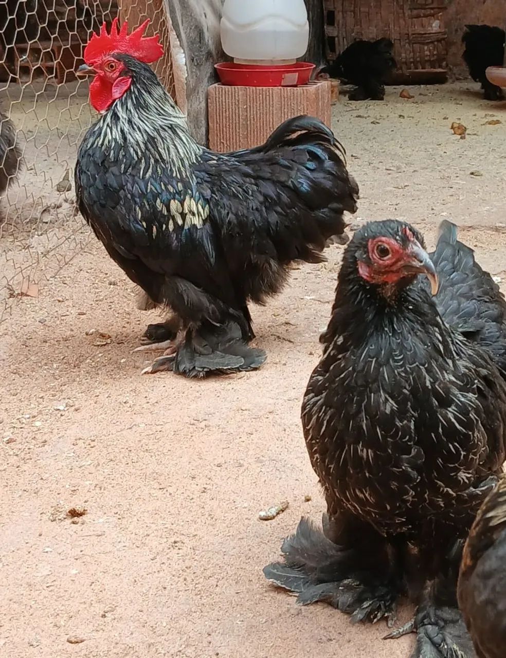 MINI COCHIM  - Foto 2