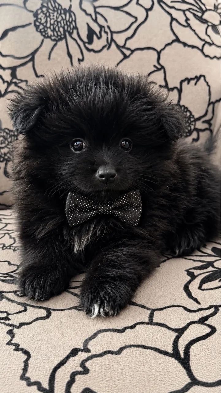 Filhotes de Spitz alemão com pedigree  - Foto 4