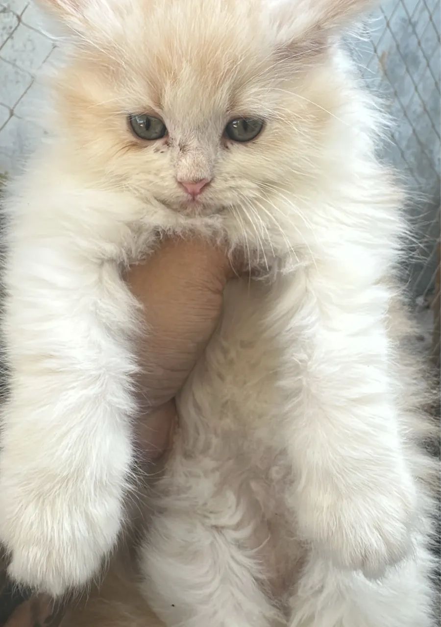 Maine coon - Foto 4