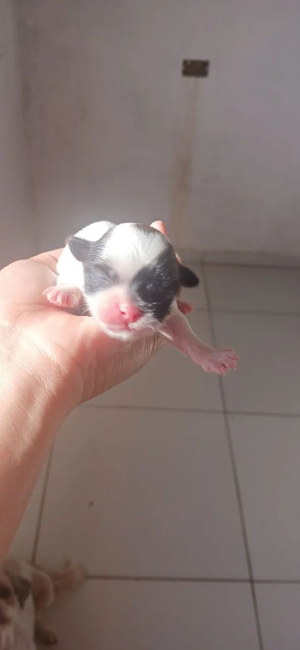 Shiztu  - Foto 3